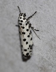 Ethmia clytodoxa