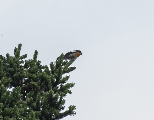 Mugimaki Flycatcher (Ficedula mugimaki), photo 9