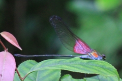 Archineura incarnata