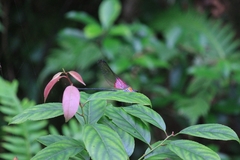 Archineura incarnata