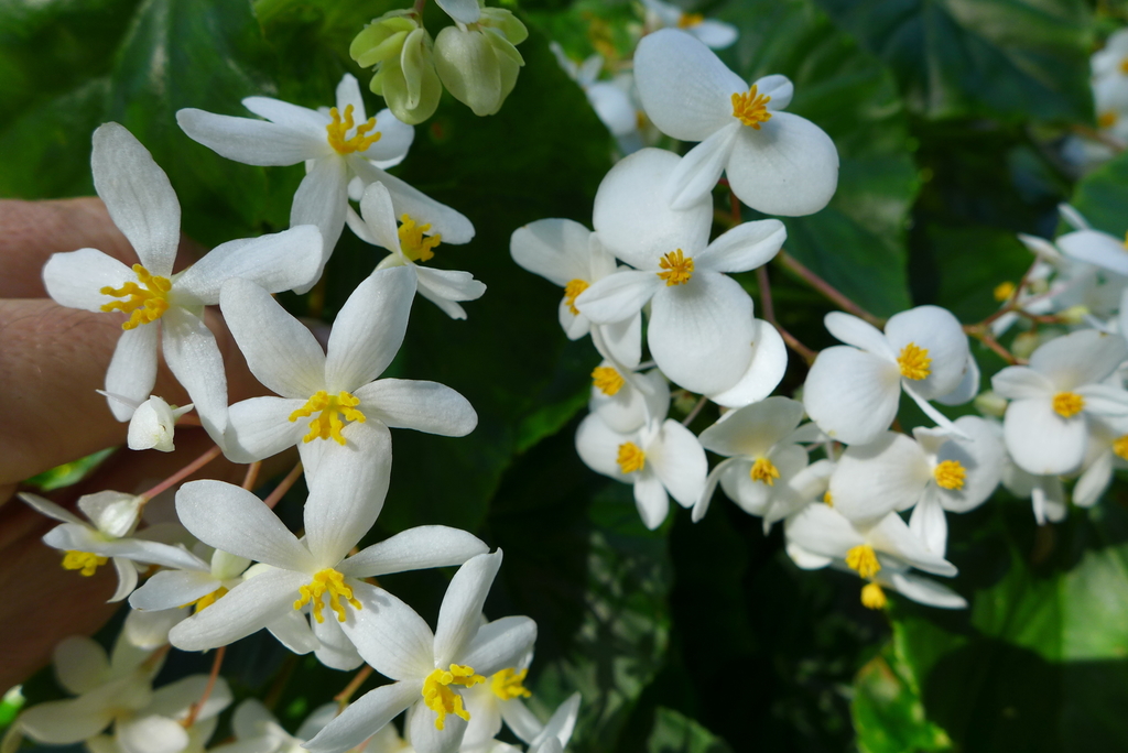 Begonia obliqua