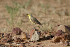 Ashbyia lovensis