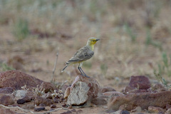 Ashbyia lovensis