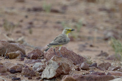 Ashbyia lovensis