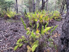 Caustis blakei macrantha