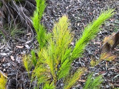 Caustis blakei macrantha