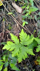 Doryopteris concolor