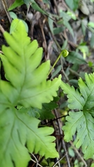 Doryopteris concolor