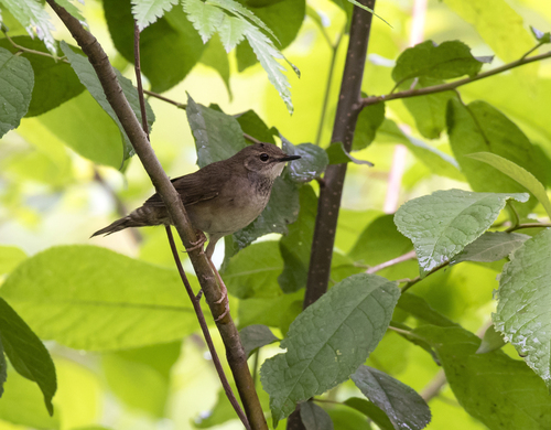 Baikal Bush Warbler (Locustella davidi), photo 5