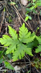 Doryopteris concolor