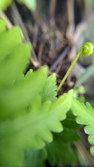 Doryopteris concolor