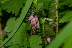 Erica carnea