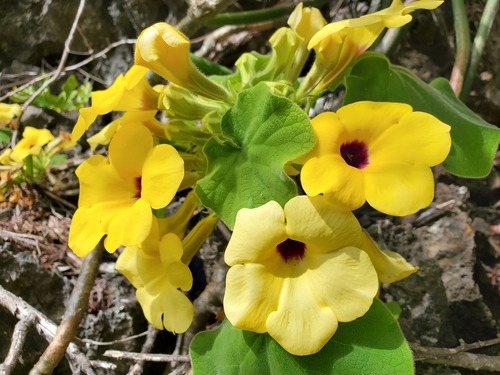 Uncarina peltata