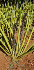 Sansevieria pearsonii