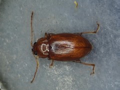 Neocrepidodera transversa