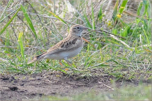 Greater Short-toed Lark, Русский, Приморский край, Россия, photo 7 of 10