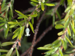 Styphelia margarodes