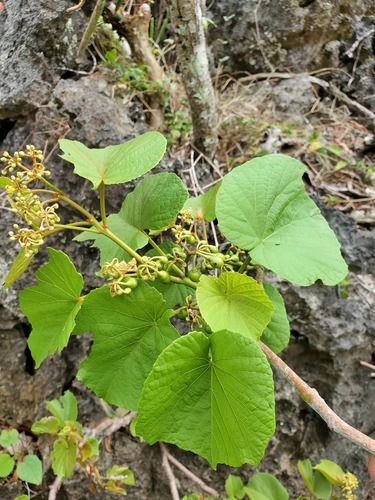 Cissus madecassa image