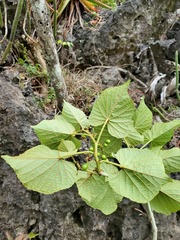 Cissus madecassa image