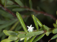 Styphelia margarodes