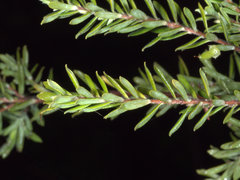 Styphelia margarodes