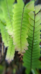 Adiantum edgeworthii