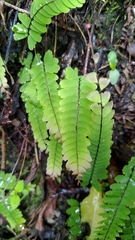 Adiantum edgeworthii