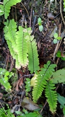 Adiantum edgeworthii