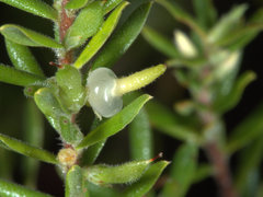 Styphelia margarodes