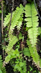 Adiantum edgeworthii