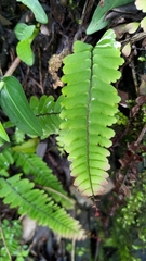 Adiantum edgeworthii