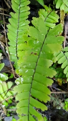 Adiantum edgeworthii