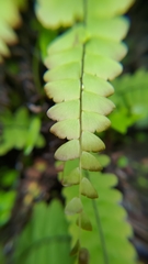 Adiantum edgeworthii