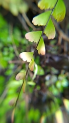 Adiantum edgeworthii