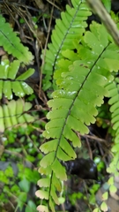 Adiantum edgeworthii
