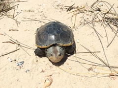 Malaclemys terrapin pileata