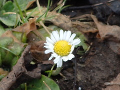 Bellis perennis