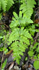 Aleuritopteris formosana