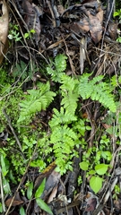 Aleuritopteris formosana