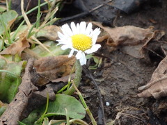 Bellis perennis