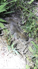 Thomomys mazama