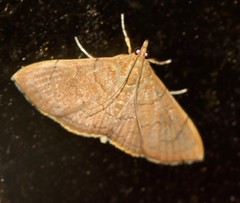 Hyalobathra crenulata