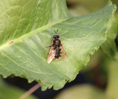 Stratiomys singularior