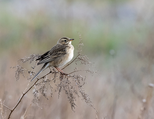 Pipit de Richard