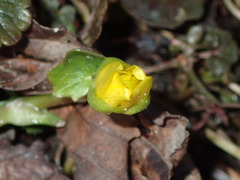 Ficaria verna