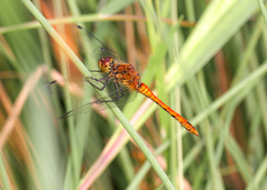 Sympetrum sanguineum