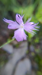 Dianthus longicalyx