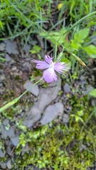 Dianthus longicalyx