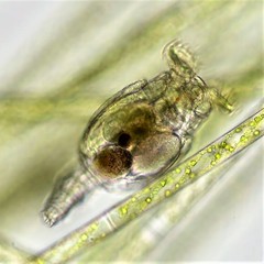 Philodina megalotrocha