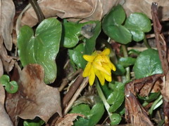 Ficaria verna